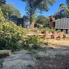 Expert-tree-removal-in-Memphis-Tn 1